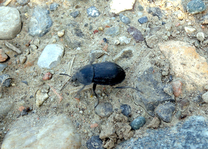 Silphidae: Ablattaria laevigata